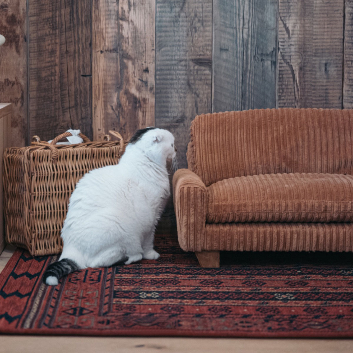 Cat's ISSUE × ACME Furniture あのソファが待望の商品化｜特集