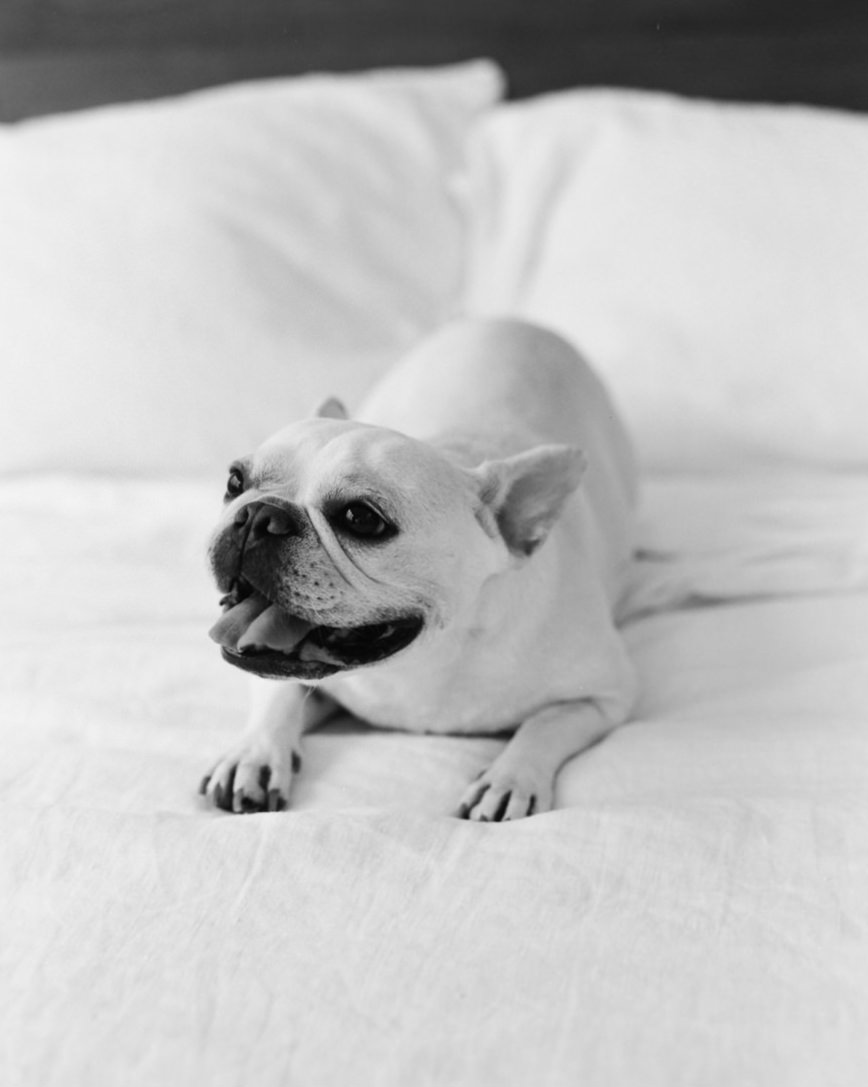 dog